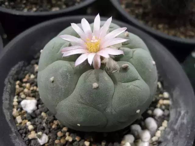 本身就是紅色的多肉_紅色多肉寓意_紅色的多肉怎么養