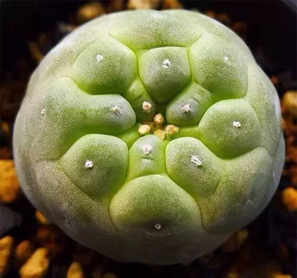 本身就是紅色的多肉_紅色多肉寓意_紅色的多肉怎么養