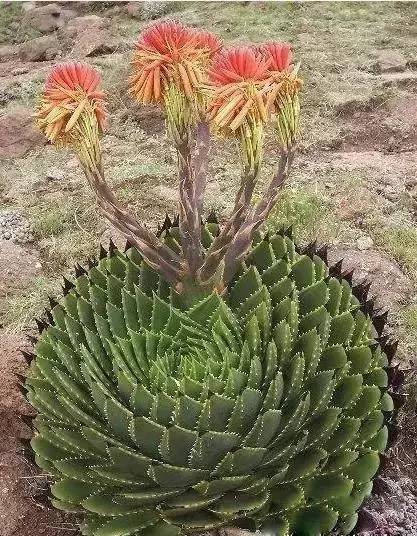 紅色的多肉怎么養_本身就是紅色的多肉_紅色多肉寓意