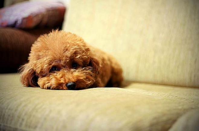 狗抖動身體是什么意思_狗抖身體會抖出什么嗎_狗狗身體一直在顫抖是為什么