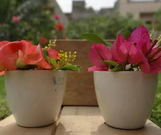 養花時怎樣選擇花盆的大小和深淺？教你在養