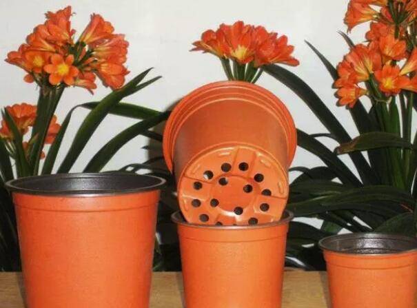 室外養多肉的方法_多肉在室內還是室外養_室外室內養多肉可以嗎