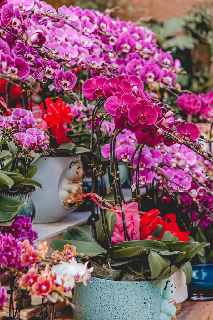 重慶買觀賞魚的地方是_重慶觀賞魚_重慶當(dāng)?shù)佤~