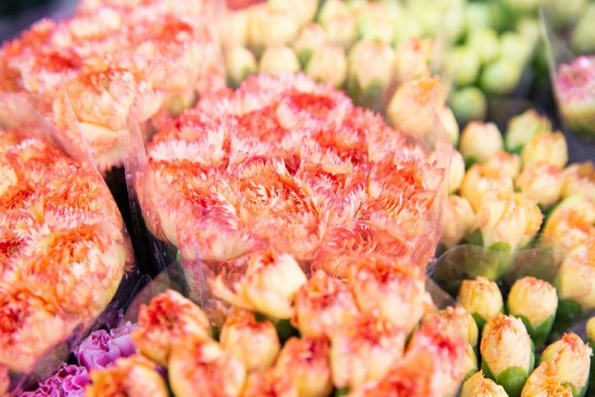 重慶當(dāng)?shù)佤~_重慶觀賞魚_重慶買觀賞魚的地方是