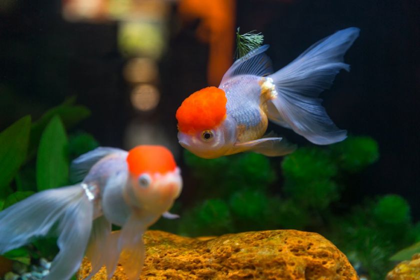 重慶觀賞魚_重慶當(dāng)?shù)佤~_重慶買觀賞魚的地方是