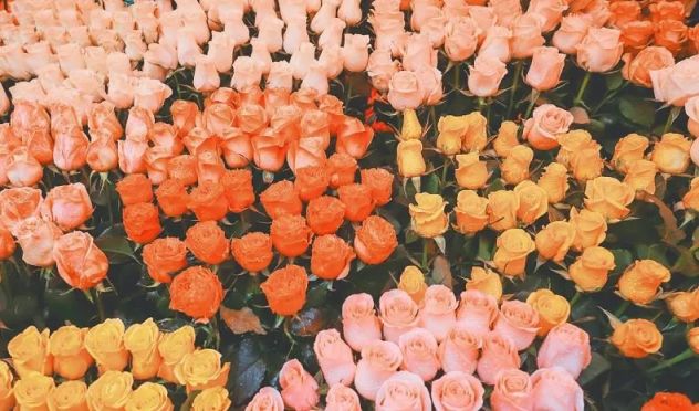 重慶觀賞魚_重慶當(dāng)?shù)佤~_重慶買觀賞魚的地方是