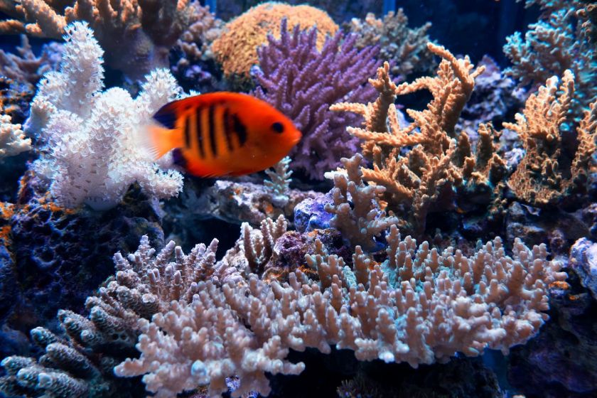 重慶買觀賞魚的地方是_重慶當(dāng)?shù)佤~_重慶觀賞魚