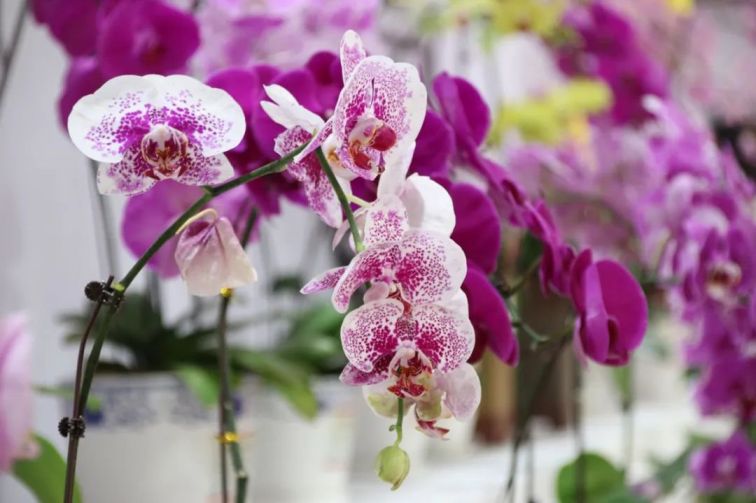 重慶當(dāng)?shù)佤~_重慶觀賞魚_重慶買觀賞魚的地方是