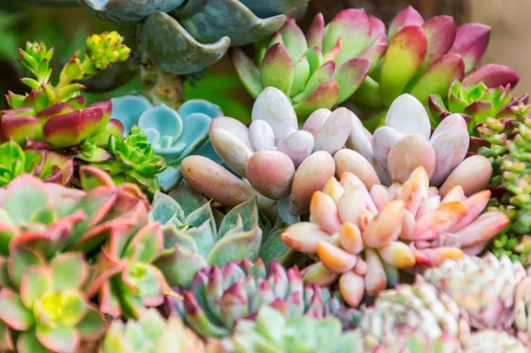 重慶當(dāng)?shù)佤~_重慶觀賞魚_重慶買觀賞魚的地方是