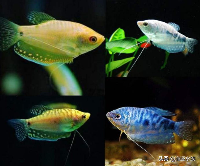觀賞魚吃魚食嗎_不吃魚的觀賞魚_觀賞魚吃啥