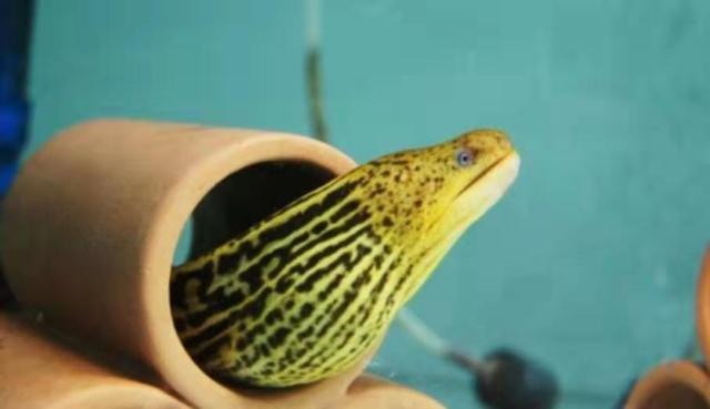 這些皮實的觀賞魚，只要提供以下基本條件，