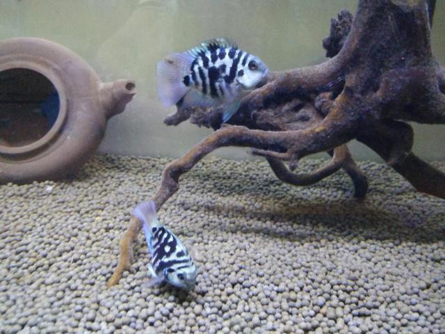 觀賞養食肉魚好嗎_家養吃肉的觀賞魚_好養的食肉觀賞魚