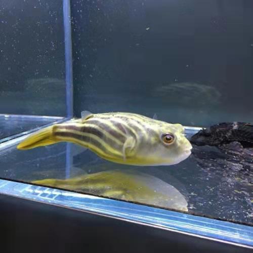 好養的食肉觀賞魚_家養吃肉的觀賞魚_觀賞養食肉魚好嗎