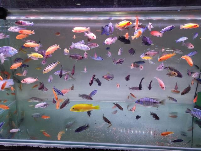 好養的食肉觀賞魚_家養吃肉的觀賞魚_觀賞養食肉魚好嗎