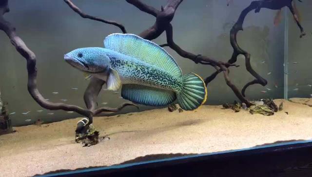 觀賞養食肉魚好嗎_好養的食肉觀賞魚_家養吃肉的觀賞魚