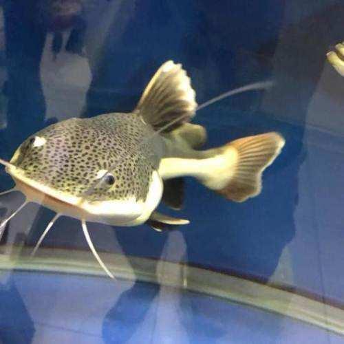 好養的食肉觀賞魚_觀賞養食肉魚好嗎_家養吃肉的觀賞魚