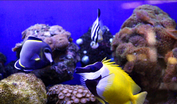 【水族小百科】觀賞魚混養小竅門