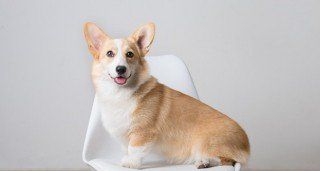 小狗狗名字洋氣_小狗名字推薦_好聽的小狗狗名字