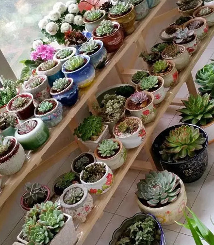 冬季多肉砍頭_冬季多肉砍頭_冬季多肉砍頭