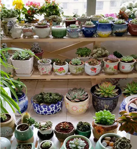 冬季多肉砍頭_冬季多肉砍頭_冬季多肉砍頭