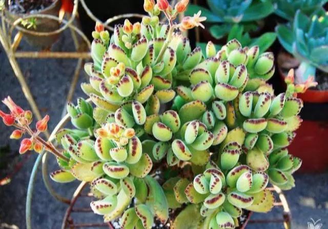 多肉花盆多大好_多大花盆多肉好看_多肉植物多大花盆合適