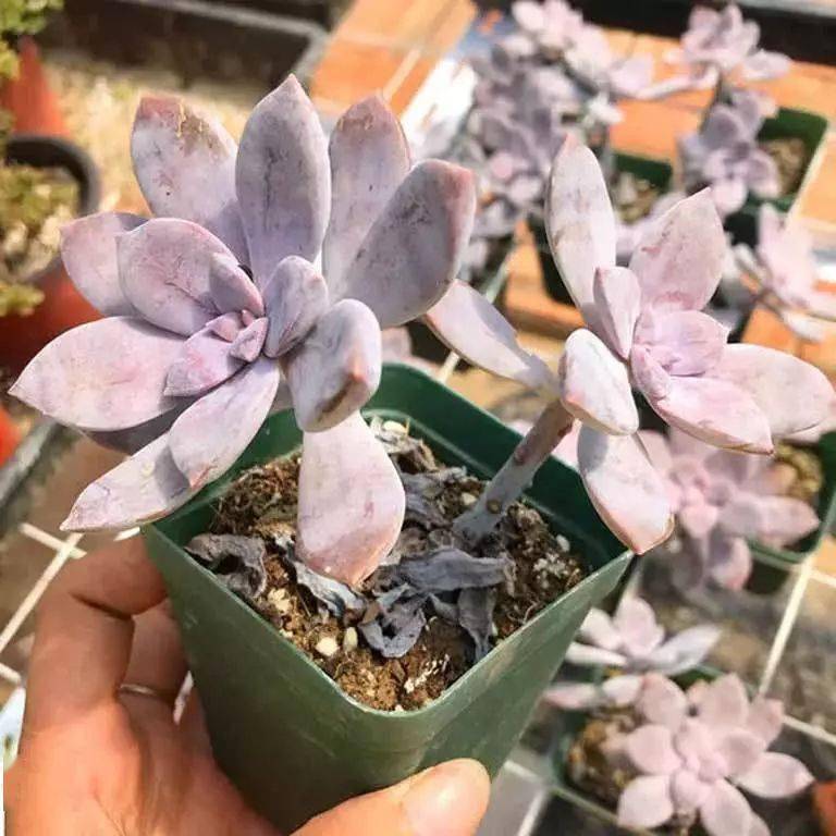 凍死的多肉_多肉凍死了還能活過來嗎_多肉凍死圖片