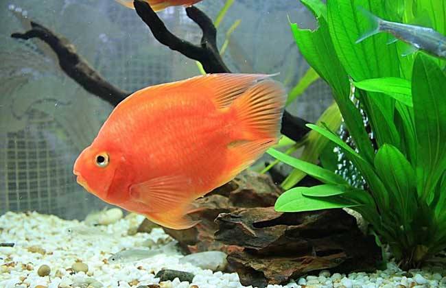 手把手教你用二氧化氯給魚缸消毒