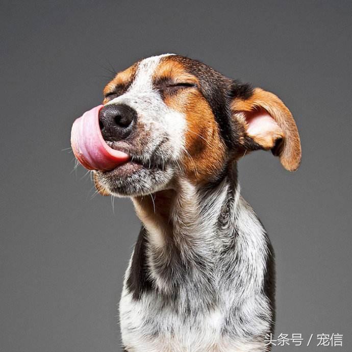 狗狗濕鼻子正常是什么樣子_狗狗鼻子濕是正常的嗎_狗狗濕鼻子正常是什么顏色