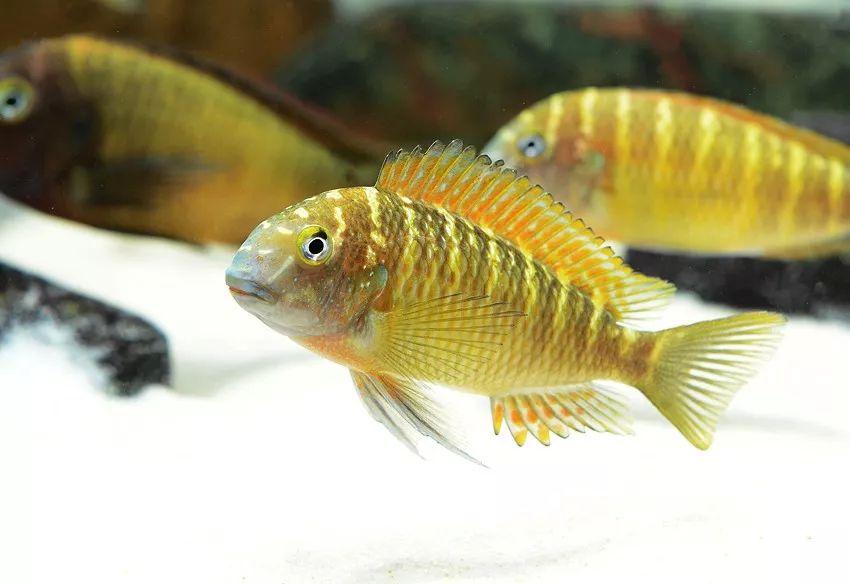 壽命長的觀賞魚小魚_觀賞壽命魚長得快嗎_壽命較長的觀賞魚