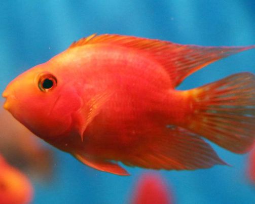 壽命較長的觀賞魚_觀賞壽命魚長得快嗎_壽命長的觀賞魚小魚