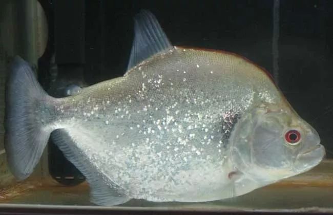 壽命長的觀賞魚小魚_壽命較長的觀賞魚_觀賞壽命魚長得快嗎