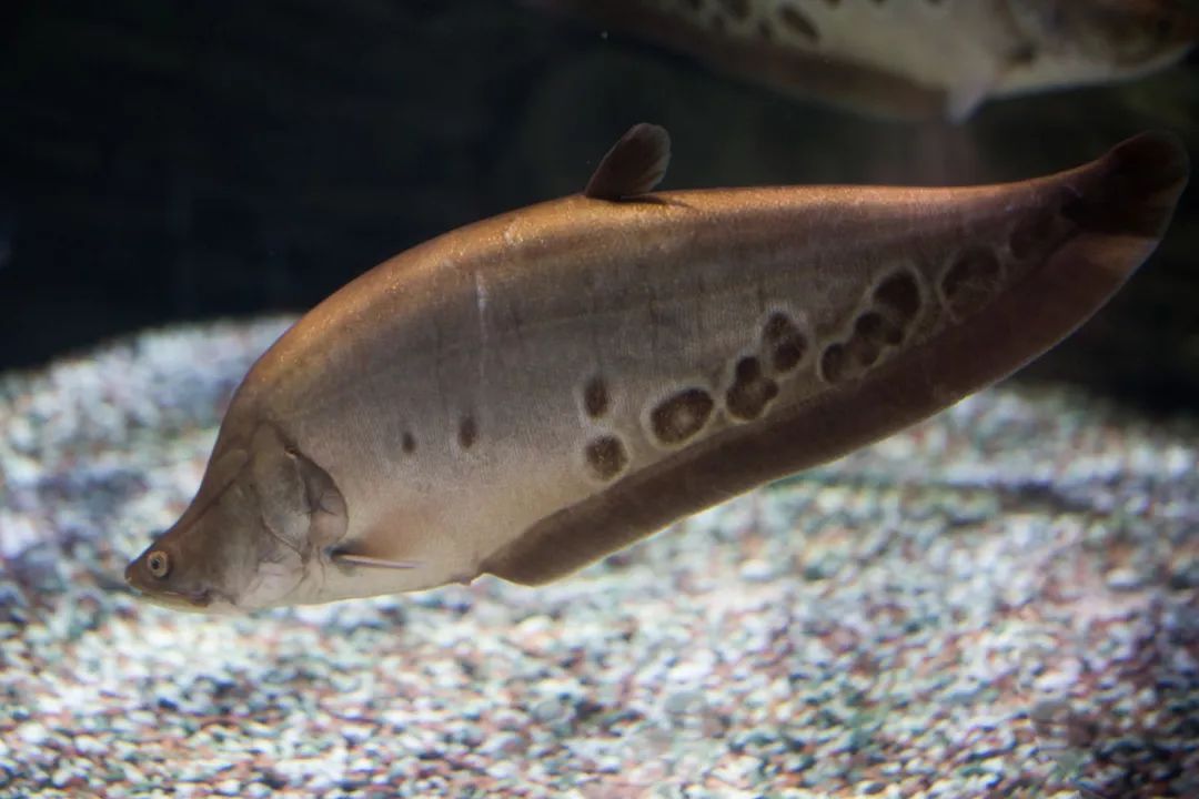 壽命長的觀賞魚小魚_壽命較長的觀賞魚_觀賞壽命魚長得快嗎