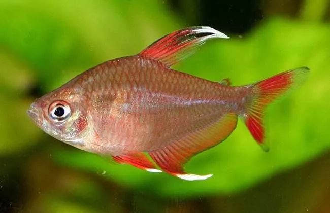 壽命長的觀賞魚小魚_觀賞壽命魚長得快嗎_壽命較長的觀賞魚