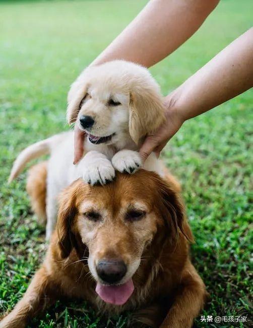 茶杯狗狗是什么品種_茶杯犬價格_狗茶杯犬