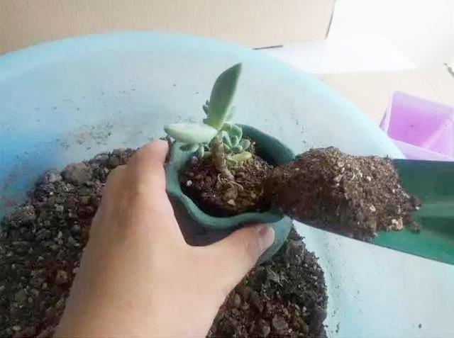 多肉專用盆_多肉盆具_(dá)多肉專用花盆