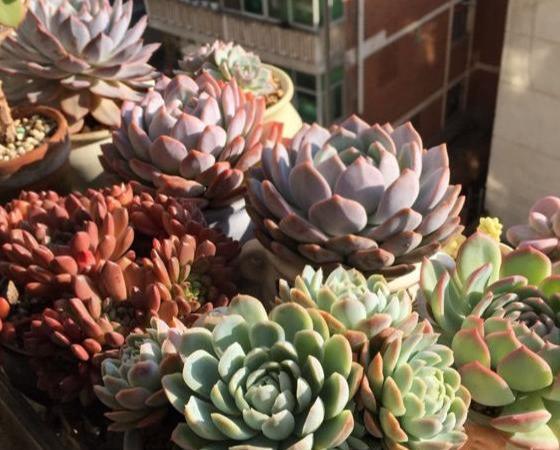 多肉盆具_(dá)多肉專用花盆_多肉專用盆