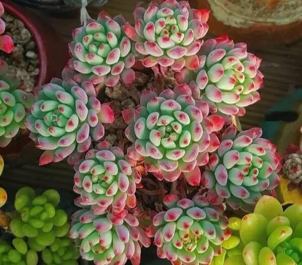 多肉專用盆_多肉盆具_(dá)多肉專用花盆