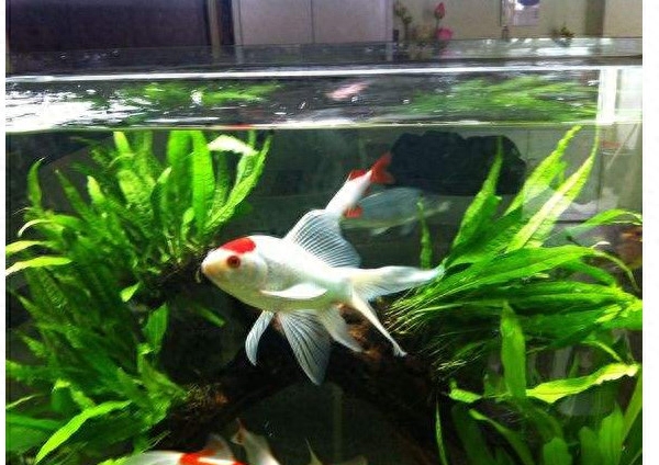 冷水觀賞魚適合多少溫度_淡水觀賞魚冷水_大型冷水魚觀賞魚