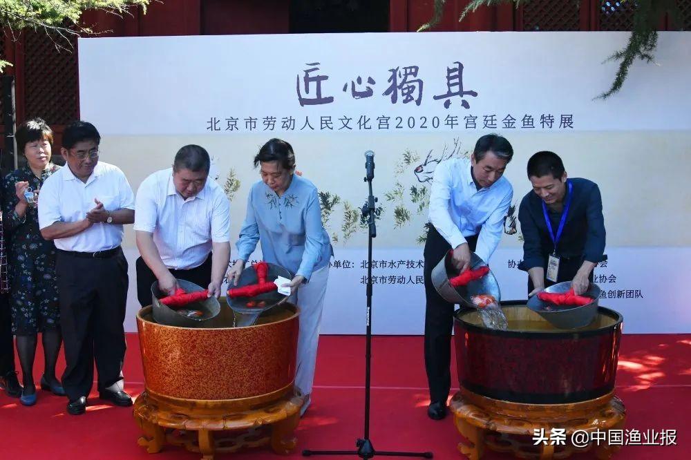 觀賞魚醫(yī)院_觀賞魚場_觀賞魚診所