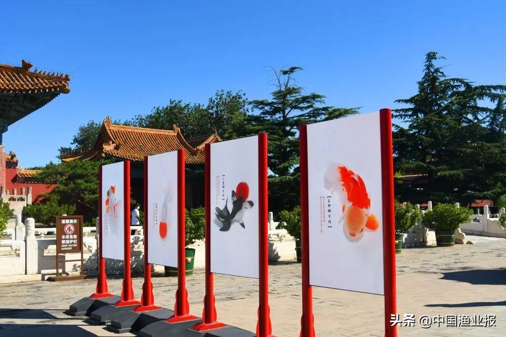 觀賞魚場_觀賞魚診所_觀賞魚醫(yī)院