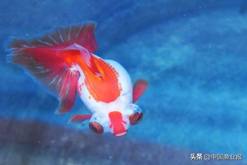 觀賞魚場_觀賞魚診所_觀賞魚醫(yī)院