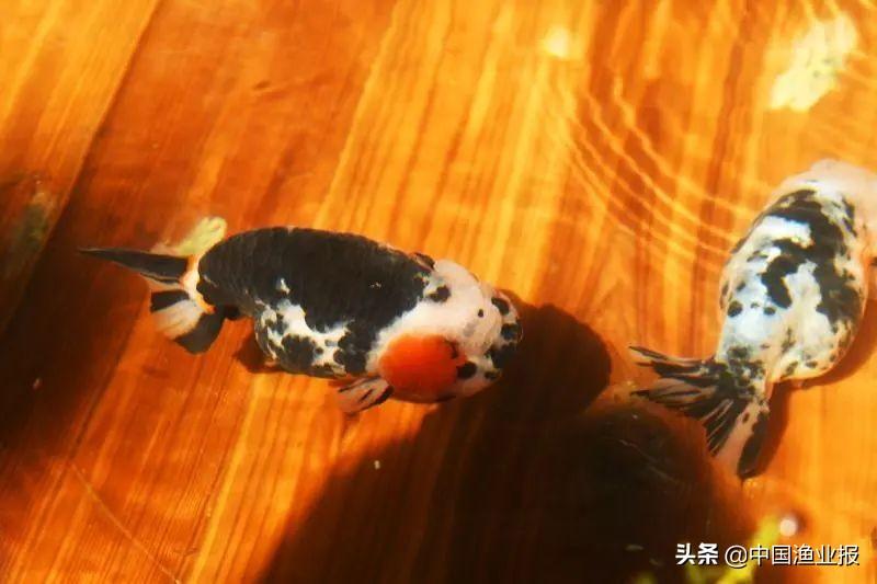 觀賞魚診所_觀賞魚場_觀賞魚醫(yī)院