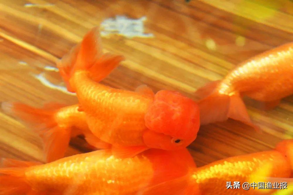 觀賞魚診所_觀賞魚醫(yī)院_觀賞魚場