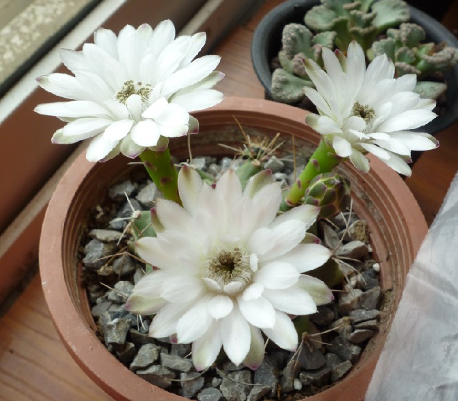 各種多肉植物_多肉植物的種類_種類植物多肉有哪些