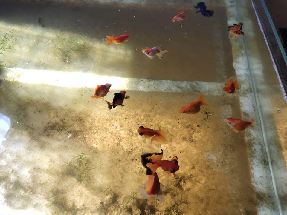 觀賞魚缸怎么養水_養觀賞魚養水怎么養_觀賞魚開缸養水方法