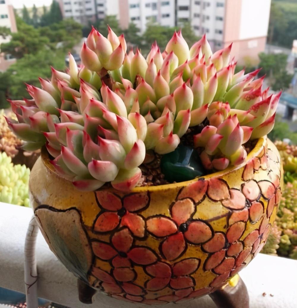 多肉植物怎么_植物多肉的圖片_植物多肉怎么養(yǎng)殖方法