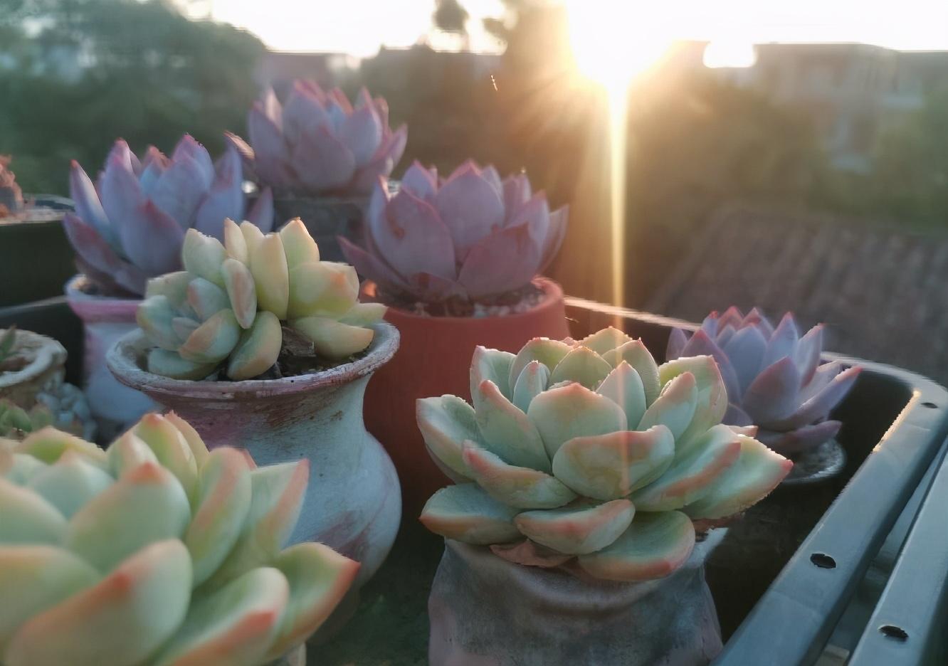 植物多肉的圖片_多肉植物怎么_植物多肉怎么養(yǎng)殖方法