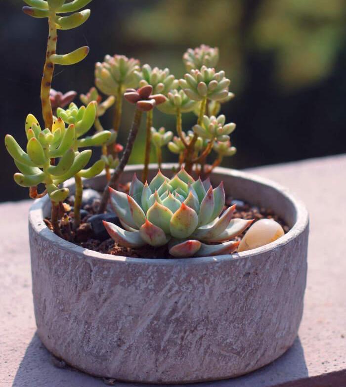 多肉植物怎么_植物多肉的圖片_植物多肉怎么養(yǎng)殖方法