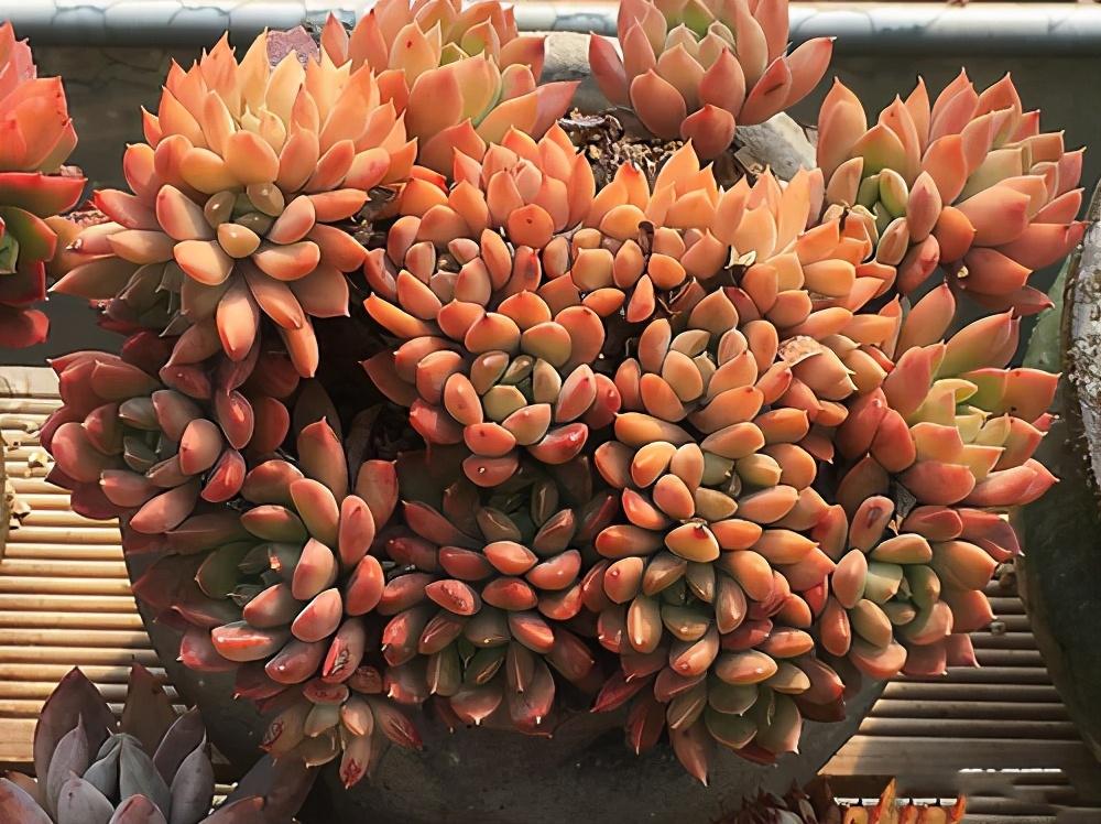 植物多肉怎么養(yǎng)殖方法_植物多肉的圖片_多肉植物怎么