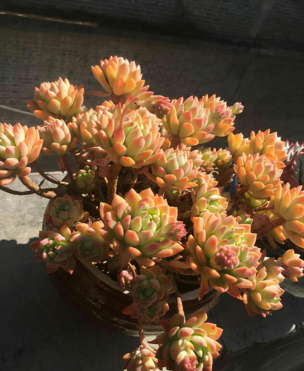 植物多肉怎么養(yǎng)殖方法_植物多肉的圖片_多肉植物怎么